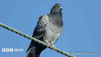 More than 2,000 pigeons shot with rifles at railway stations