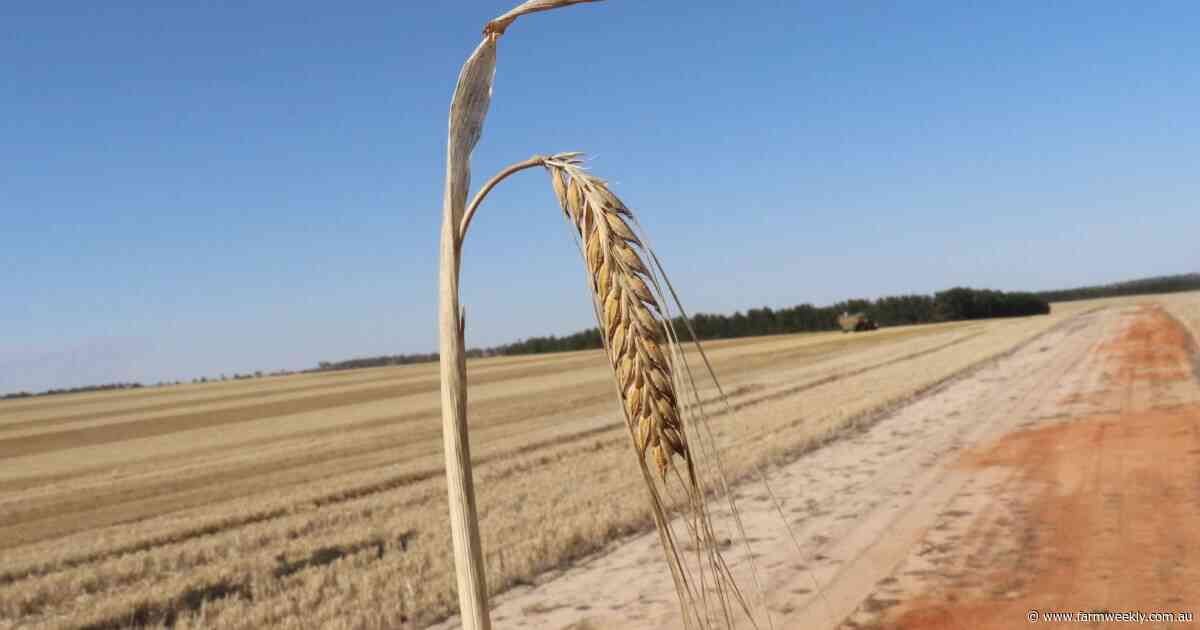 Market dynamics leave WA barley industry in a 'two horse race' for 2027/28