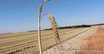 Market dynamics leave WA barley industry in a 'two horse race' for 2027/28