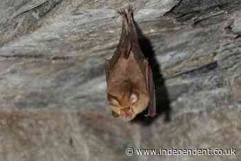 Health officials issue warning after bat with rabies lands on family’s table at a restaurant
