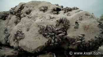 MAP: 35 lakes across Texas are now infested with zebra mussels