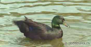What the duck? Lake Summerside’s resident waterfowl dodges rehoming attempts