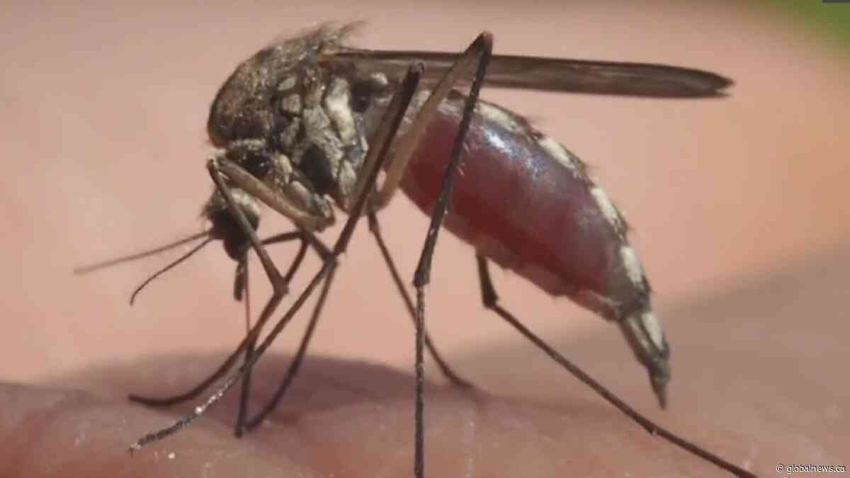 Mosquitoes are ‘bugging’ Saskatchewan, with numbers way up compared to past years