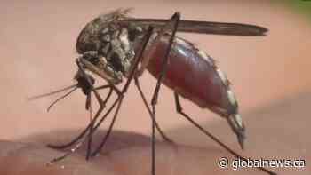 Mosquitoes are ‘bugging’ Saskatchewan, with numbers way up compared to past years