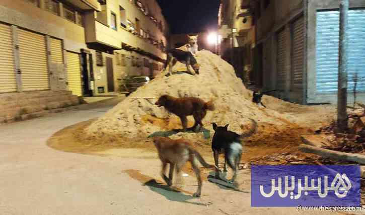 قتل الكلاب الضالة يُغضب جمعيات .. ودعوات إلى التعقيم بدل الرصاص