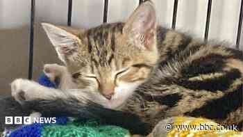 Kitten stuck in car rescued by fire station staff