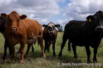 U.S. will begin limited imports of Mexican cattle as screwworm outbreak continues