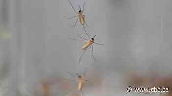 Edmonton has 15 times more mosquitoes now than at same time last year, city scientist says