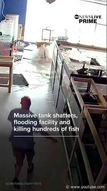 Massive fish tank shatters in Chicago