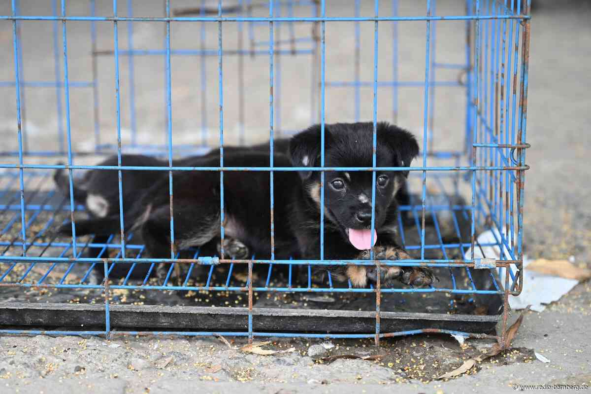 Fälle von Tierqual sorgen in China zunehmend für Aufschrei