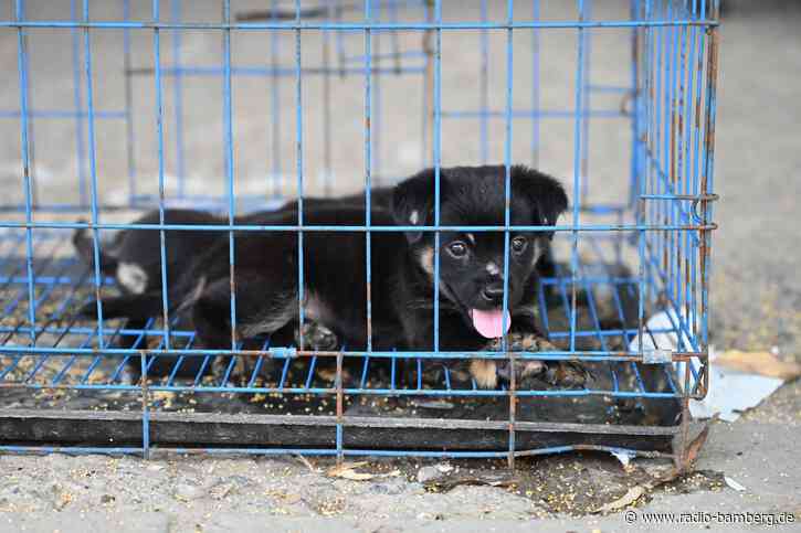Fälle von Tierqual sorgen in China zunehmend für Aufschrei
