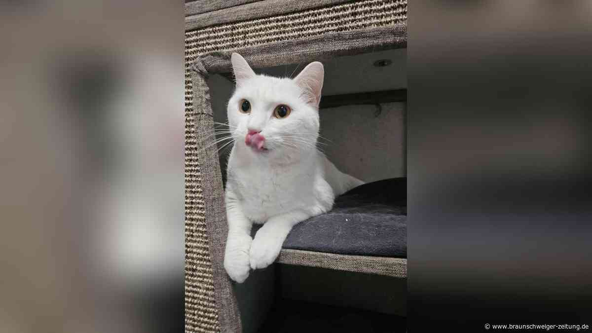 Katze Mimi ist „Einzelprinzessin“: Sie sucht ein ruhiges Zuhause in Peine