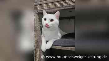 Katze Mimi ist „Einzelprinzessin“: Sie sucht ein ruhiges Zuhause in Peine