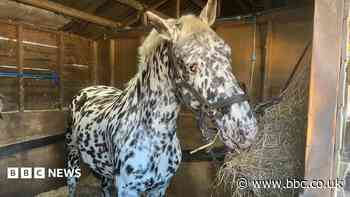 Blind horse to compete against the world's best