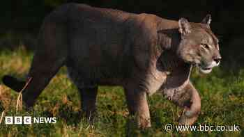 Calls for review of 'outdated' exotic animals law