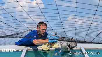 Warning to check roof netting after gulls trapped