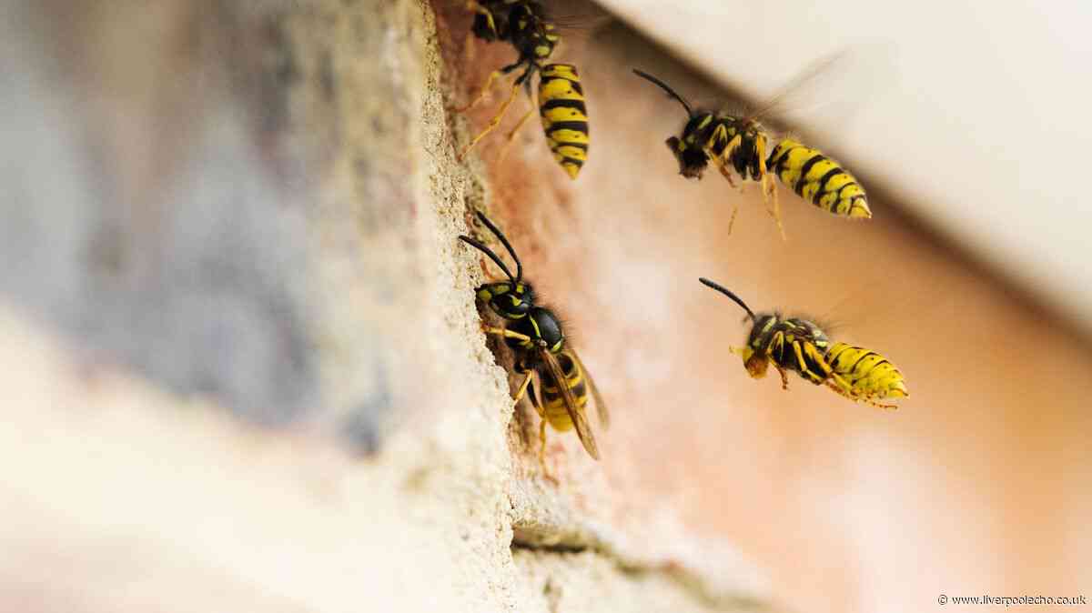 Brits urged to keep wasps away by placing common kitchen scrap on windowsill