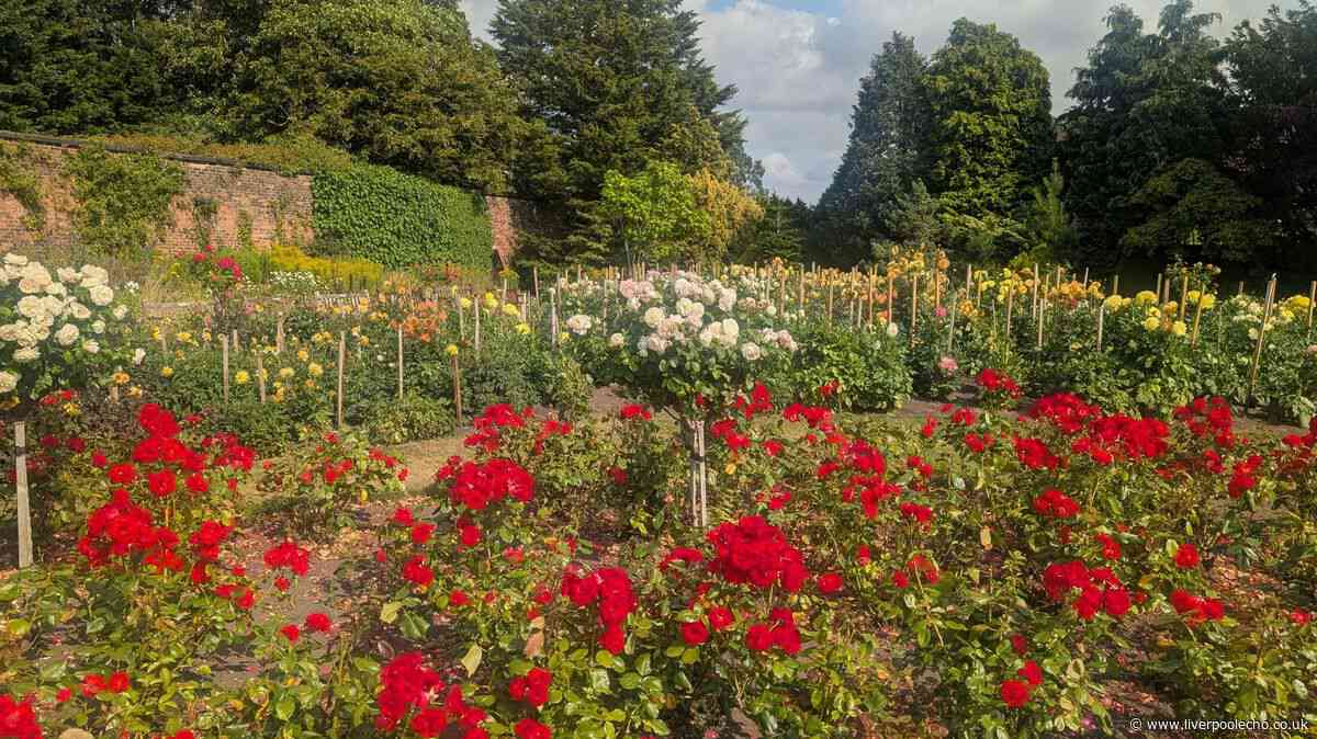 Walled garden with woodland and secrets may be Liverpool's most beautiful park