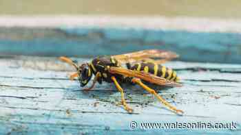 Wasps will fly away from your home if you place one kitchen scrap on windowsill