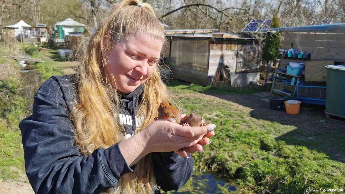 Tierschutzverein Looki: Streit um 150.000 Euro für Wildtier-Auffangstation eskaliert
