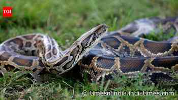 In 1992, Hurricane released Burmese Pythons into Florida's wild
