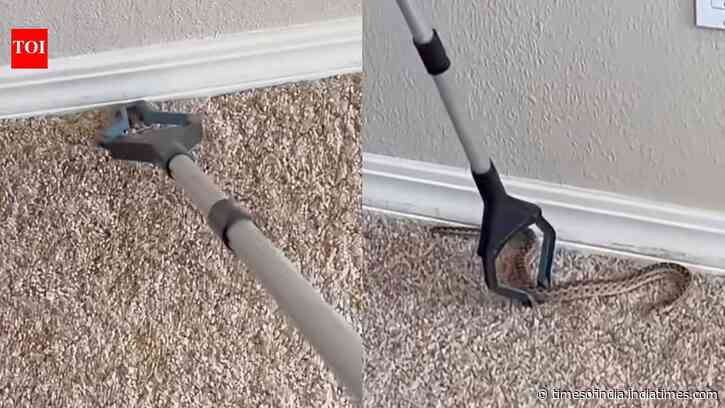 Snake hiding inside tiny bedroom floor hole leaves internet stunned; Rescuer safely captures it