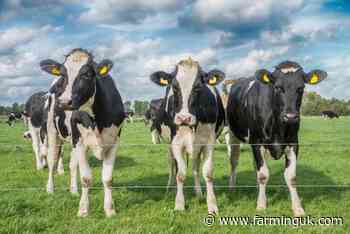 Dairy profits forecast to fall by more than two-thirds
