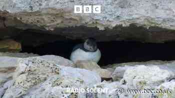 Rare chicks spotted at Dancing Ledge