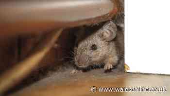 Supermarket staple costing just £1.47 will keep rats out of your home for good