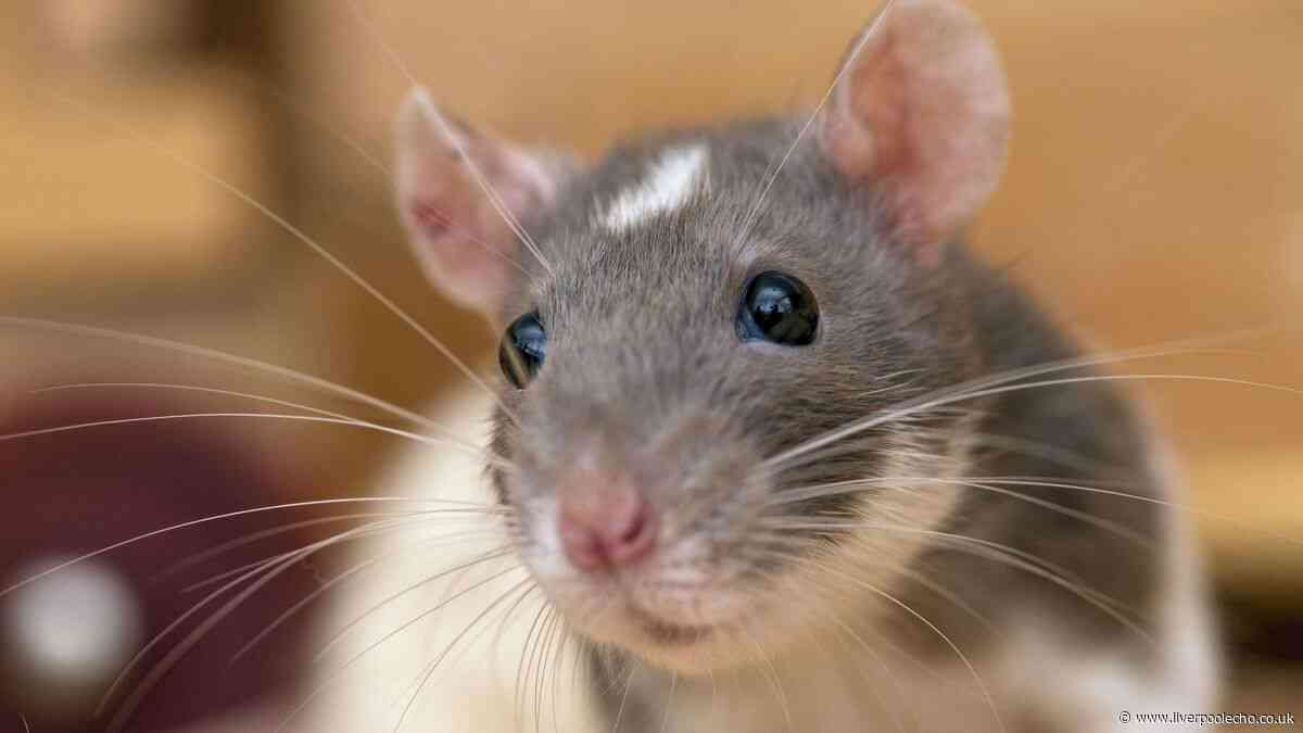 Rats will stay away from your garden alone with £1.47 item from supermarket