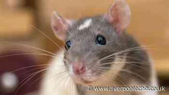 Rats will stay away from your garden alone with £1.47 item from supermarket