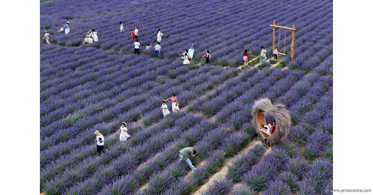 Village fortunes transformed through 'purple economy'