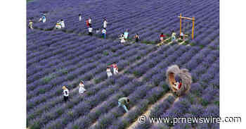 Village fortunes transformed through 'purple economy'