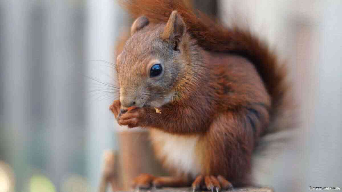 Tipps zum Schutz von Eichhörnchen im Sommer