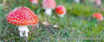 Leer paddenstoelen herkennen met de Basiscursus Paddenstoelen!