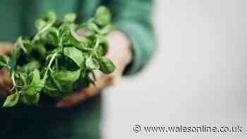 Sainsbury's confirms fresh herbs won't go off if covered with simple ingredient