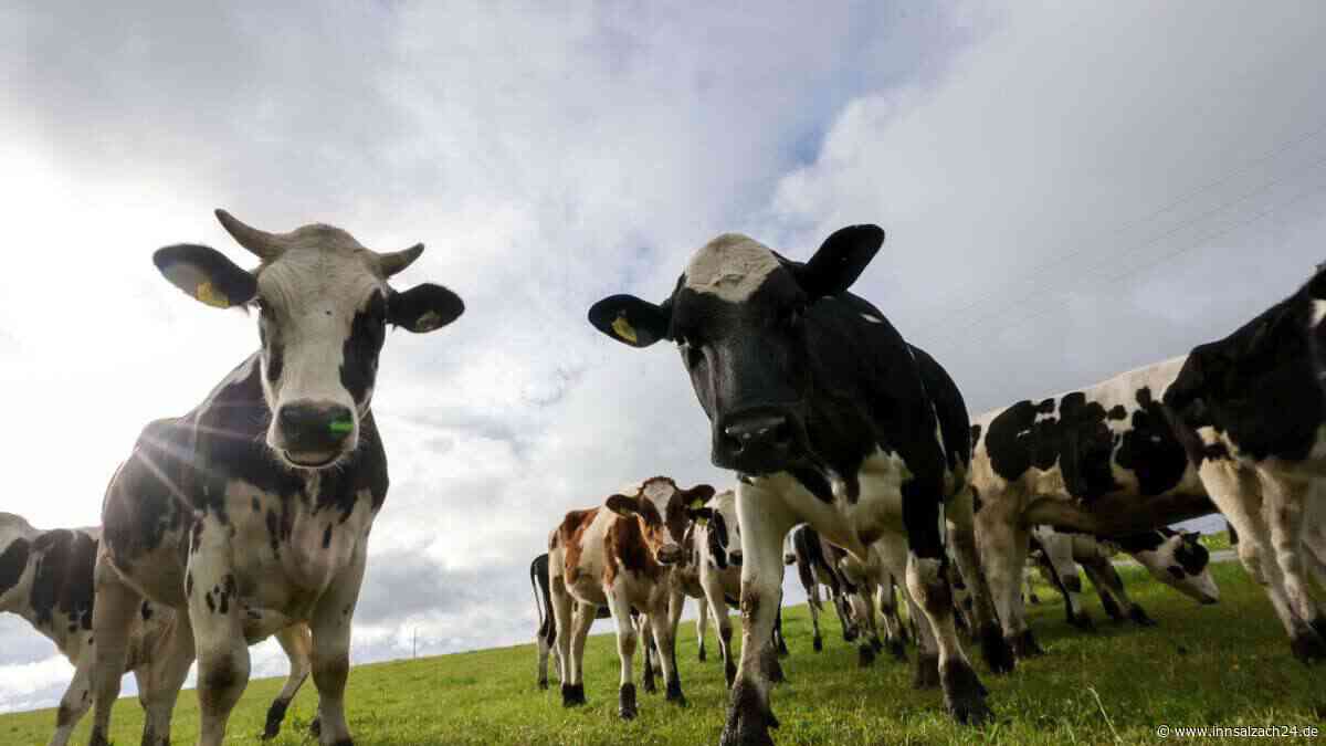 Betrunkener schreckt Kühe auf – dann schlägt er den Landwirt