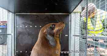 Watch as Cisco the sea lion is welcomed to Yorkshire Wildlife Park