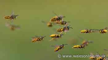 Keep wasps out of your garden with homemade 3-ingredient deterrent spray