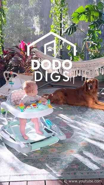 How They Made Sure Their Dog Loved The Baby | The Dodo