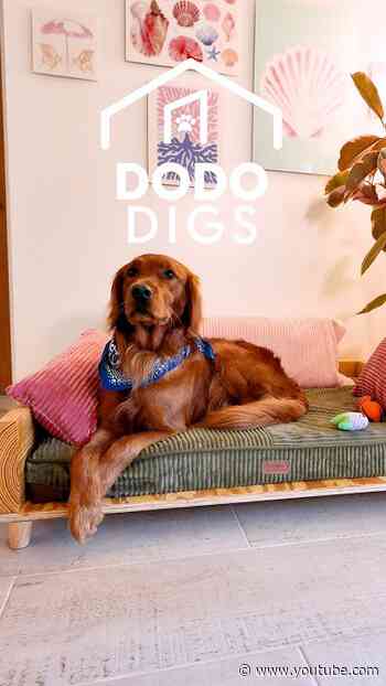 Woman Builds Her Dog A Custom Couch With An Extra Cushion | The Dodo