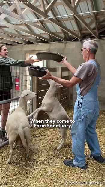Pregnant Cow Escapes Factory Farm to Give Birth In The Woods | The Dodo
