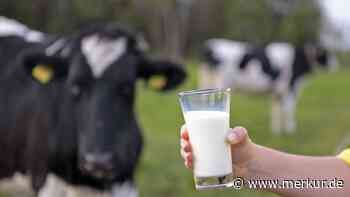 Kommt der „Milch-Blackout“?: In Bayerns Molkereien befinden sich in „größtem Warnstreik“