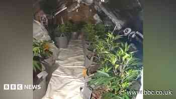 Cannabis farm discovered in rooms above pub