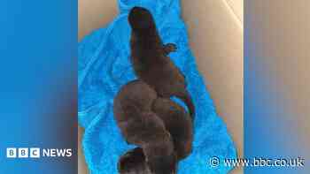 Firefighters rescue baby otters from storm drain