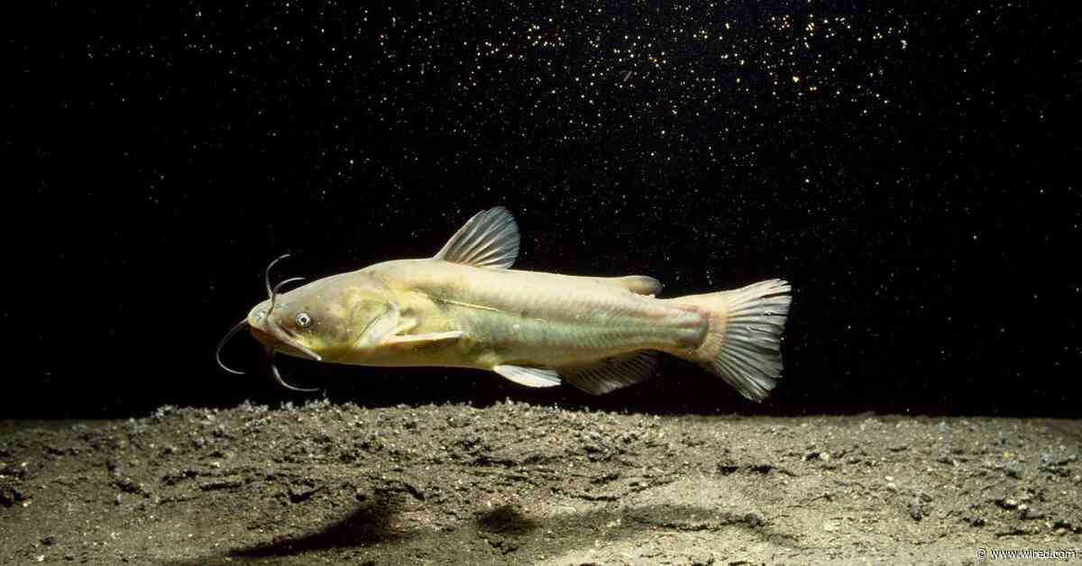 Contagious Cancer Found in North American Catfish