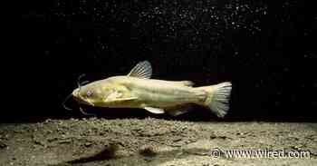 Contagious Cancer Found in North American Catfish