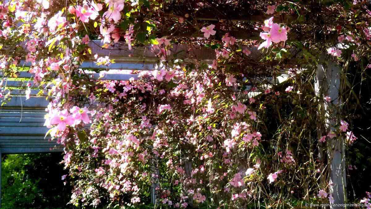 Blühender Sichtschutz: Die 11 besten Kletterkünstler für Balkon und Garten