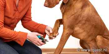 Hoe knip ik de nagels van mijn hond als het moet?