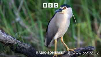 Rare bird spotted in Somerset